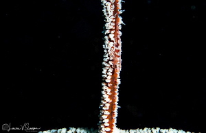 Goby on Whip Coral/Photographed with a Canon 60 mm macro ... by Laurie Slawson 